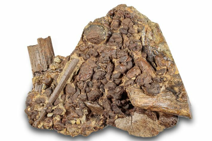 Dinosaur Tendon and Bones in Sandstone - Wyoming #265536